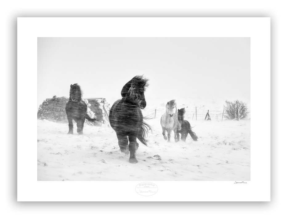 Winter Horses II