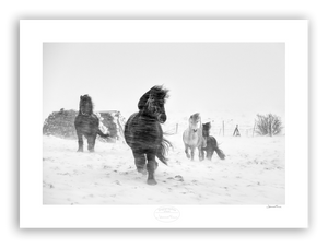 Winter Horses II