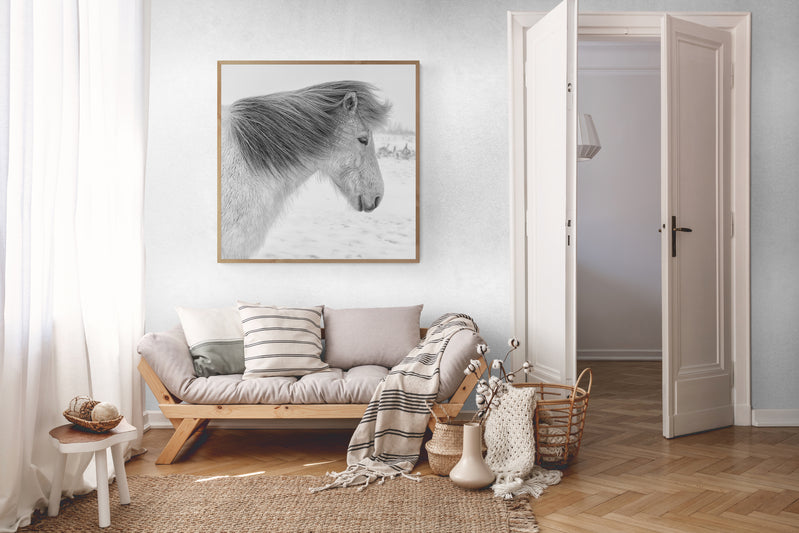 Grey Icelandic Horse waiting in winter storm