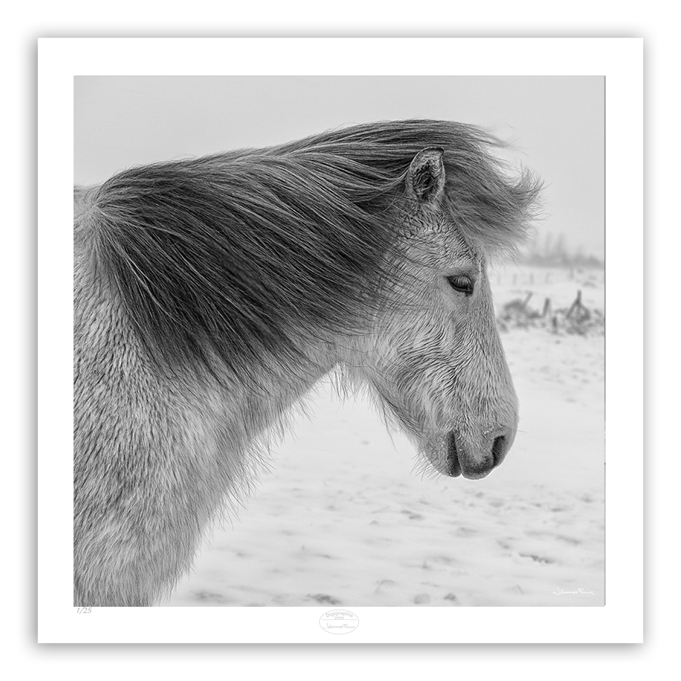 Grey Icelandic Horse waiting in winter storm