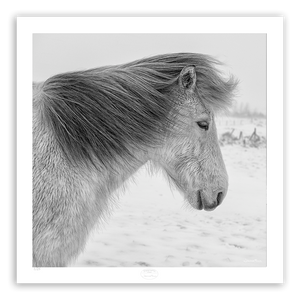 Grey Icelandic Horse waiting in winter storm