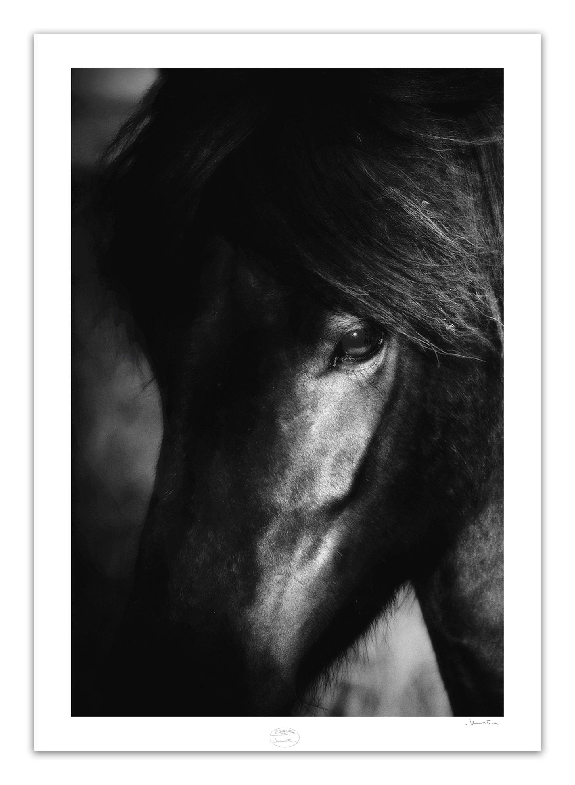 Portrait of black Icelandic horse giclee printed fine art image 