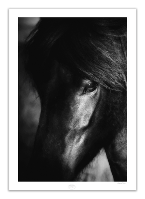 Portrait of black Icelandic horse giclee printed fine art image 