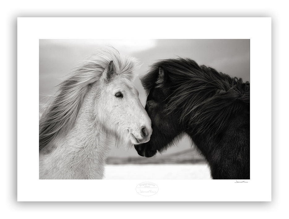 white and black horse heads make a shape of a heart