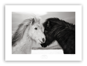 white and black horse heads make a shape of a heart