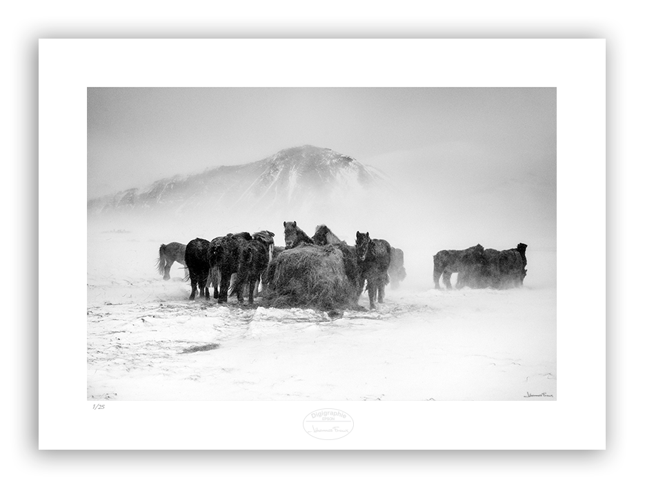 herd of horses feeding on hey in a snow  storm