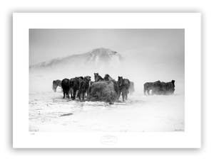 herd of horses feeding on hey in a snow  storm