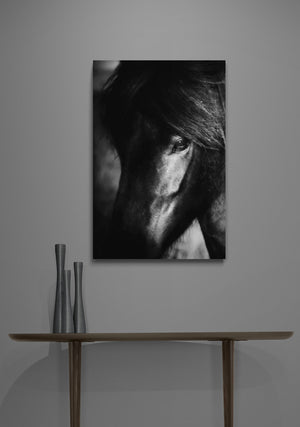 Portrait of black Icelandic horse giclee printed fine art image un framed canvas