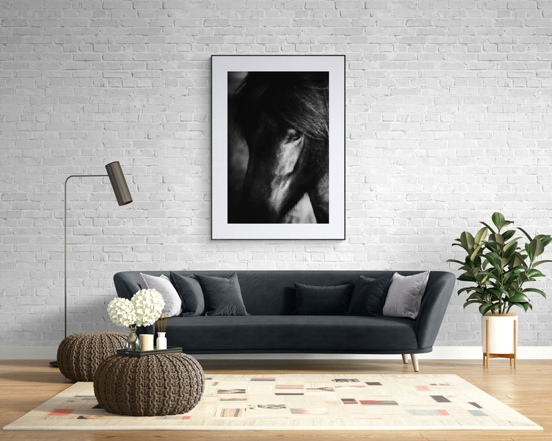 Portrait of black Icelandic horse giclee printed fine art image 