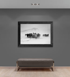 herd of horses feeding on hey in a snow storm canvas print with black frame